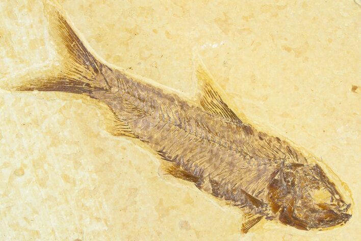 Detailed Fossil Fish (Knightia) - Wyoming #367481